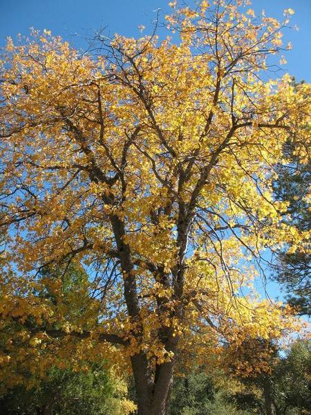 Fall colors near Lake Fulmor, San Jacinto Mountains