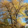 Fall colors near Lake Fulmor, San Jacinto Mountains