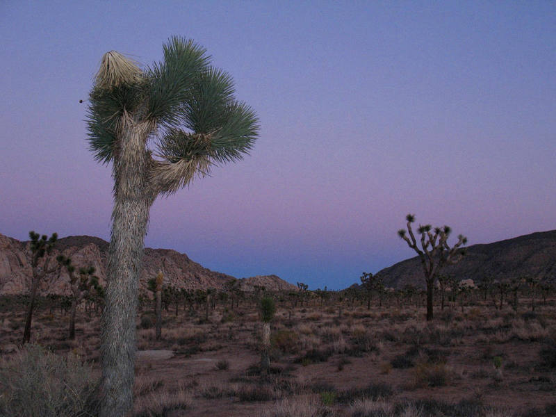 Last light near the Manx Boulders, Joshua Tree. 