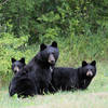Black Bears  Location: Boulder Colorado  Photo taken by Austin Porzak