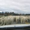 We got stuck in a major traffic jam on the way to Queenstown...