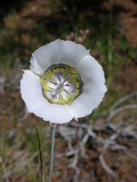 Flower on the overlook trail.  Any idea what it is?