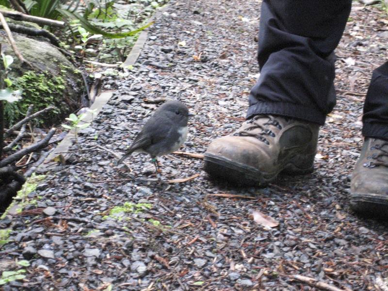 And these tiny Stewart Island Robins followed us everywhere we went (they litterally foraged for food in our footsteps). 