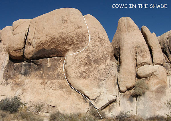 "Cows In The Shade".<br>
Photo by Blitzo.