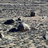 Tut Boulder (center) from up on Buttermilk Dome