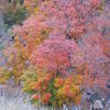 Fall colors in nearby (relatively) Dog Canyon, Guadalupe National Park