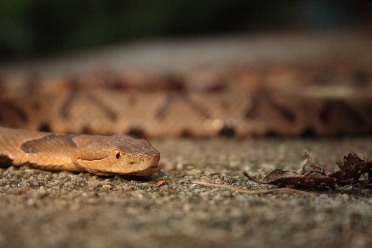 The imfamously docile copperhead, a Southern snake with charm. 