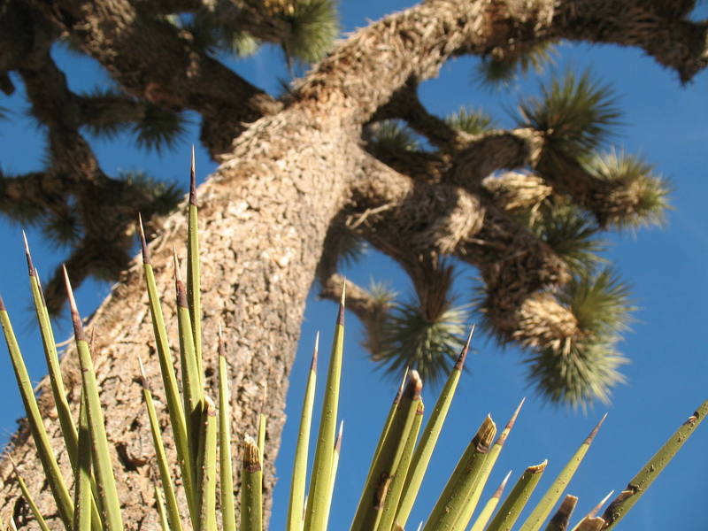 Joshua Tree detail.