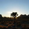 Joshua Tree at Sunset.