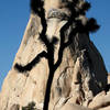 Old Woman and joshua tree.<br>
Photo by Blitzo.