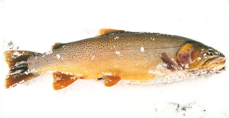 snake river cutthroat