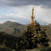 Ancient Bristlecone Pine- White Mountains.<br>
Photo by Blitzo.