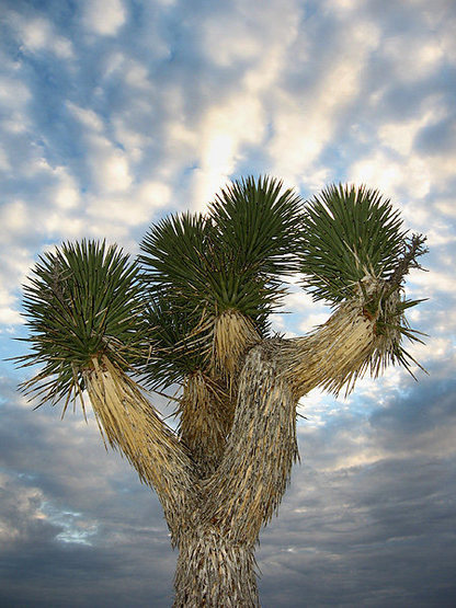 Joshua tree.<br>
Photo by Blitzo.