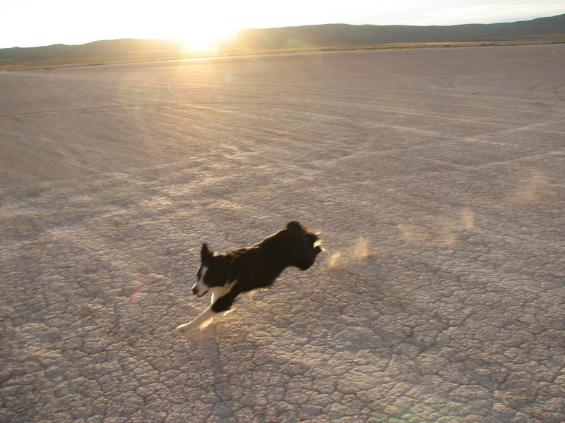 Rosco full speed on the Tule Hardpan at Ibex.  