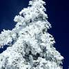 A beautiful snow covered tree.