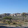 Joshua Tree 2005