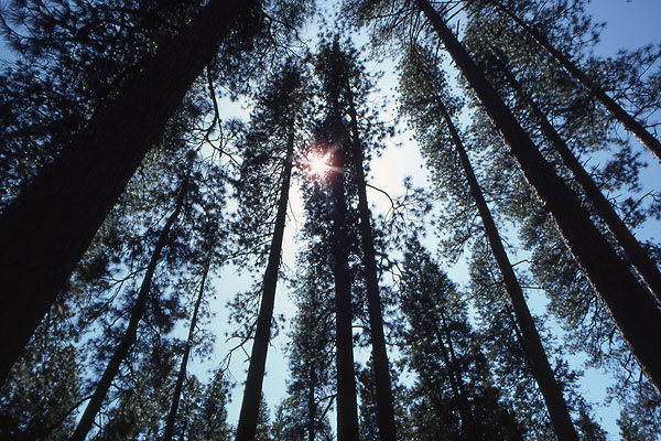 Yosemite Forest.<br>
Photo by Blitzo.