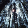 Yosemite Forest.<br>
Photo by Blitzo.