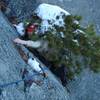 This is a picture of a boy being eaten by a tree on a winter ascent of Rock Rimmon... the trees get hungry...