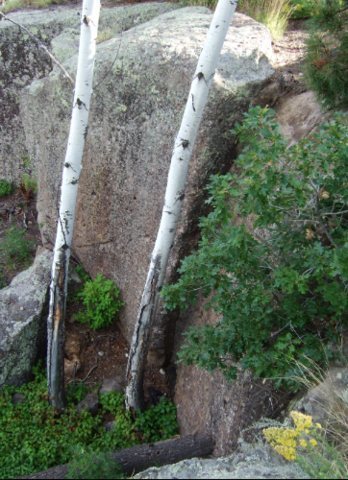 Wolverine, the left hand face in between the two aspen trees.