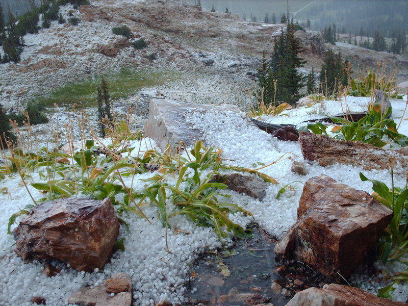 albion basin, Alta, UT