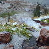 albion basin, Alta, UT