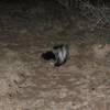 One of the hazards of the campground.  This guy was not shy at all, and didn't seem too concerned about us.  We discovered him tail-deep in our food bin.  Fortunately we didn't get sprayed.