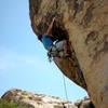 The Mole in Joshua Tree, Cali.