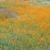 Spring flowers at Steele Valley, Riverside County