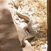 Local resident along the Temple of Sinawava walkway.