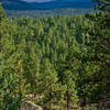 The pine forest that the park is in. View from the Egg Boulders.