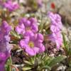 Purple Mat (Nama demissum), Joshua Tree NP