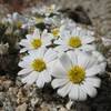 Desert Star (Monoptilon bellioides), Joshua Tree NP