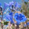 Canterbury Bells (Phacelia campanularia), Joshua Tree NP