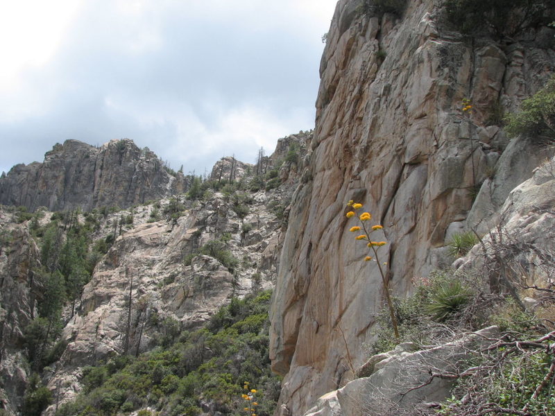 Looking up at the "Boneyard" from the area below Ridgeline. The approach is not that far just very (Steep and Brushy)