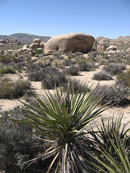 Yucca and Mirage Boulder.<br>
Photo by Blitzo.