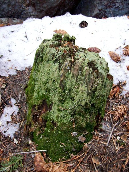 Mossy Stump.