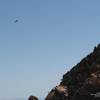 One of a pair of peregrines, hunting below the Rainbow Wall in March 2008.