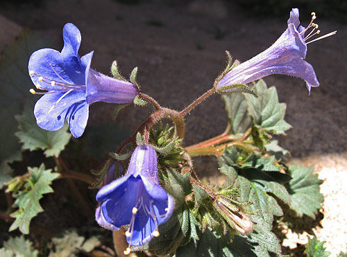 Don't crush the desert bell at the base.<br>
Photo by Blitzo.