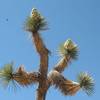 An interesting Joshua Tree hiding somewhere in the Outback, Joshua Tree NP 