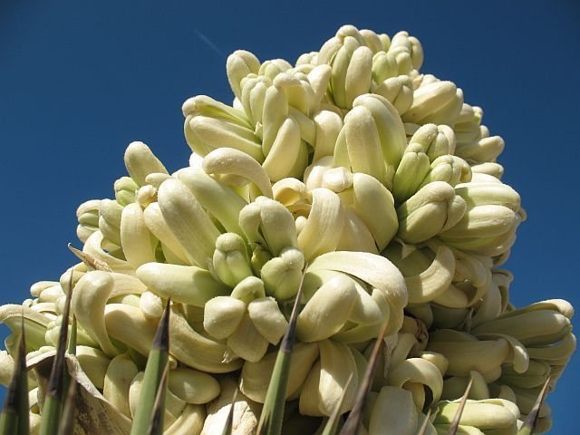 Joshua Tree (Yucca brevifolia) in bloom, Joshua Tree NP