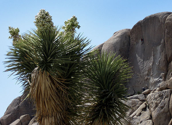 Blooming joshua tree and climber on "Bird of Fire".<br>
Photo by Blitzo.