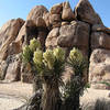 Yuccas in bloom at Short Wall.<br>
Photo by Blitzo.