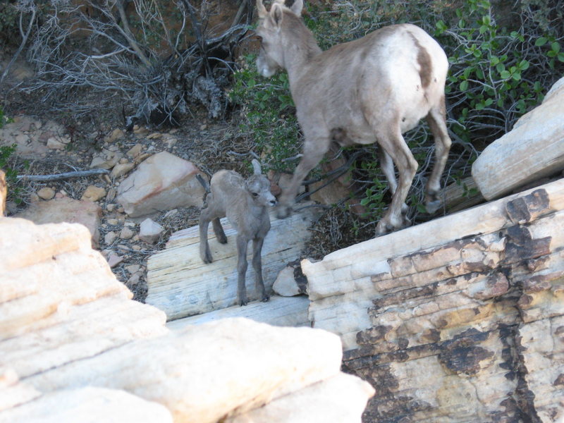 Look at this little one we saw while finishing up the route.  