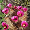 Hedgehog cactus in bloom.<br>
Photo by Blitzo.