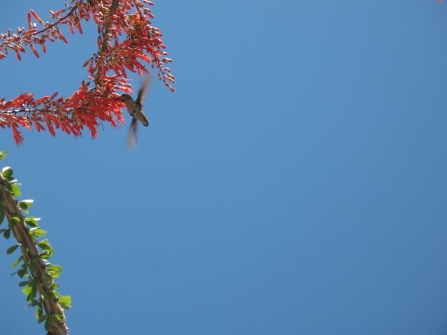 Hummingbird and Ocotillo, Joshua Tree NP