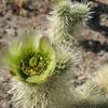 Teddy Bear Cholla (Opuntia bigelovii), Joshua Tree NP<br>
