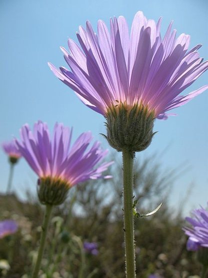 Mojave Asters, Joshua Tree NP 