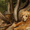 I sure am glad I'm legal here...<br>
I like this tree... <br>
Marley chillin' at the bank.