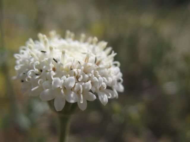 Pincushion (Chaenactis sp.), Joshua Tree NP<br>
